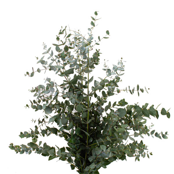 Imagen de eucalyptus