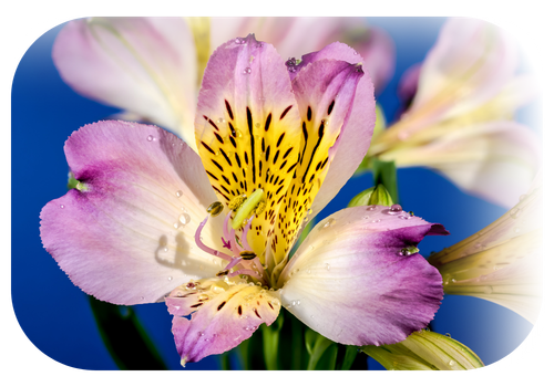 Imagen de flor Alstroemeria