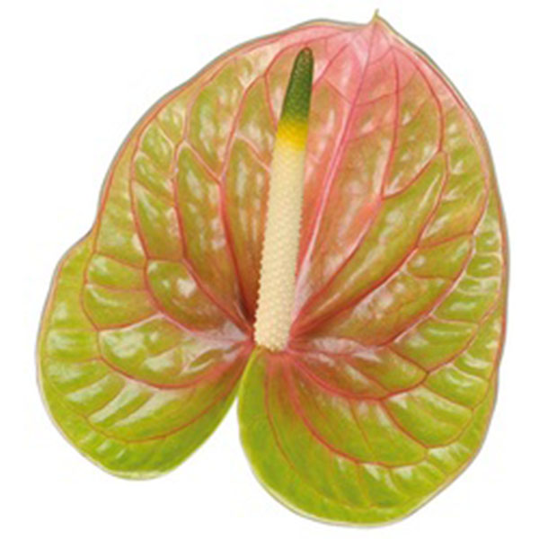 Imagen de flor anthurium