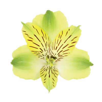 Imagen de flor alstromeria
