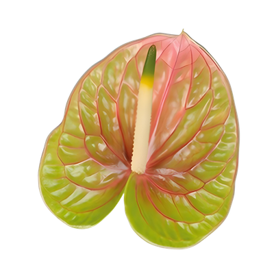 Imagen de flor anthurium