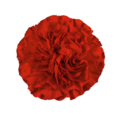 Imagen de clavel