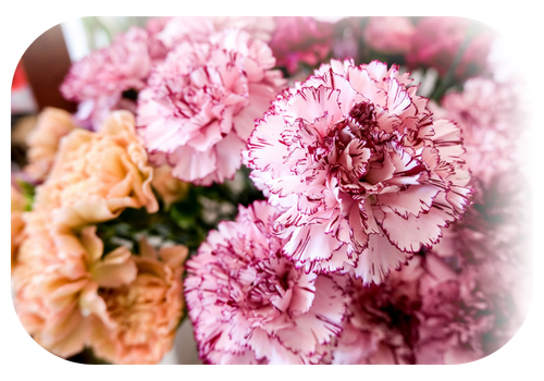 Imagen de clavel