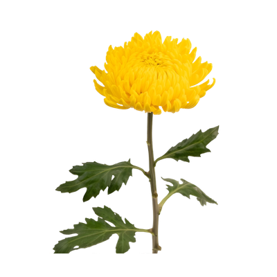 Imagen de flor crisantemo uniflora