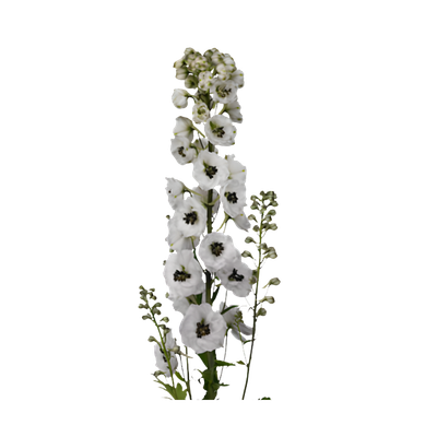 Imagen de flor variada