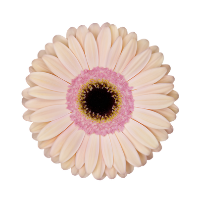 Imagen de flor gerbera