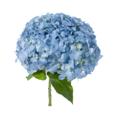 Imagen de flor hortensia