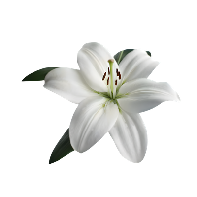 Imagen de flor lilium