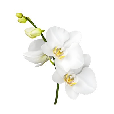 Imagen de flor orquídea