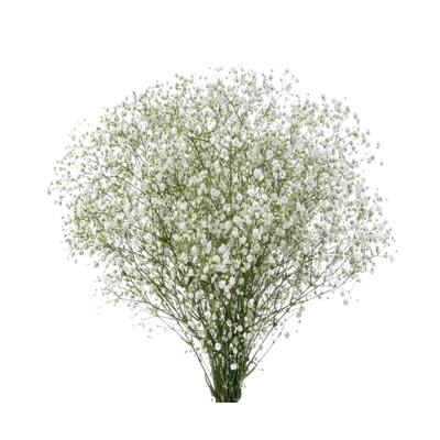 Imagen de flor paniculata