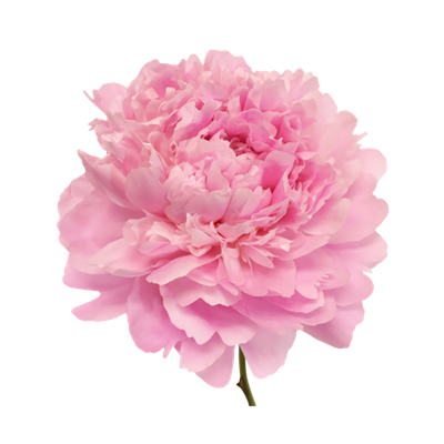 Imagen de flor peonia