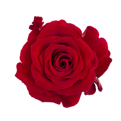 Imagen de flor rosa