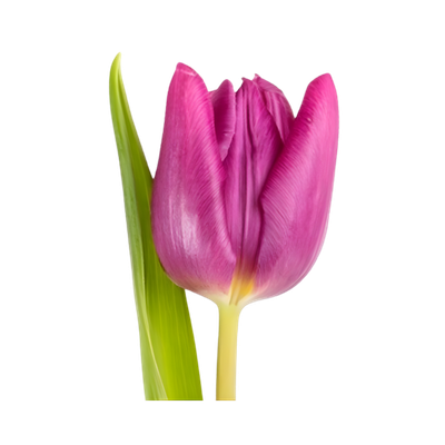 Imagen de flor tulipán