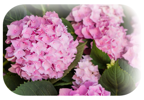 Imagen de hortensia