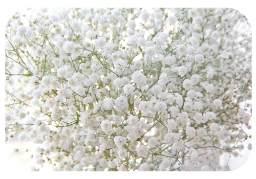 Imagen de paniculata