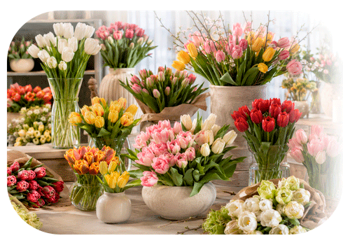 Imagen de tulipán