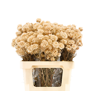 Imagen de ramo con flores secas
