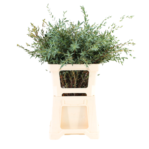 Imagen de plantas verdes