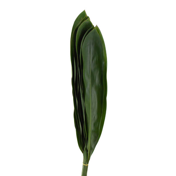 ASPIDISTRA 70 CM.