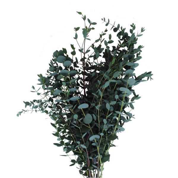 EUCALYPTUS PARVIFOLIA