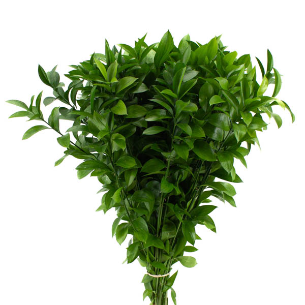 RUSCUS 80 CM.