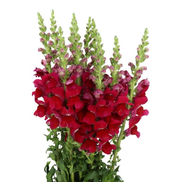 ANTIRRHINUM GRANATE