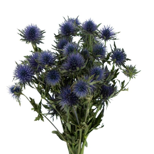 ERYNGIUM MIXTA 50 CM.