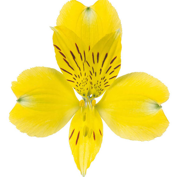 ALSTROEMERIA PREMIUM AMARILLA