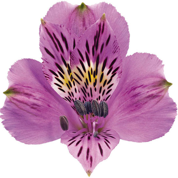 ALSTROEMERIA PREMIUM MORADA