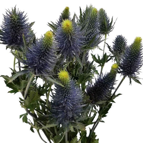 ERYNGIUM SUPERNOVA QUESTAR