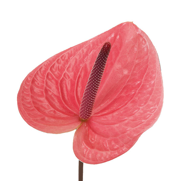 ANTHURIUM PINK CHRISTINA X12 UNID.