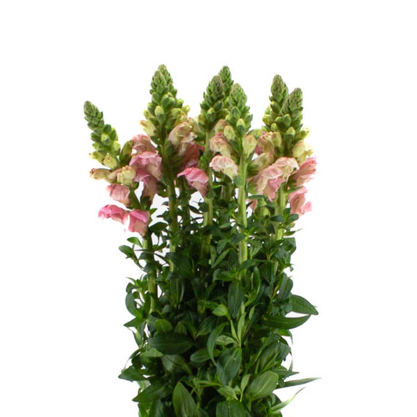 ANTIRRHINUM OPUS ROSA