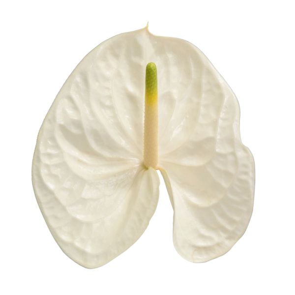 ANTHURIUM REINA X12 UNID.