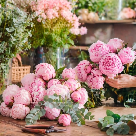 Peonía Rosa en Floristería | Guía Profesional Completa y Venta